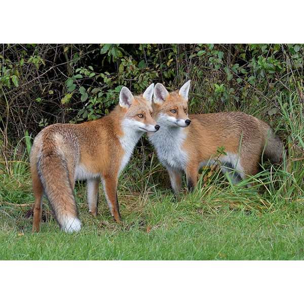FOX TWINS  Image