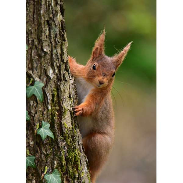 RED SQUIRREL  Image