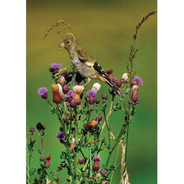 GOLDFINCH Image