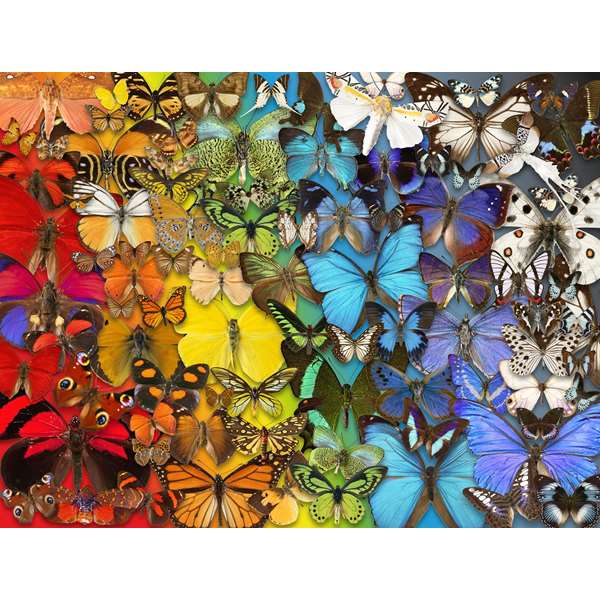 BUTTERFLIES & MOTHS
