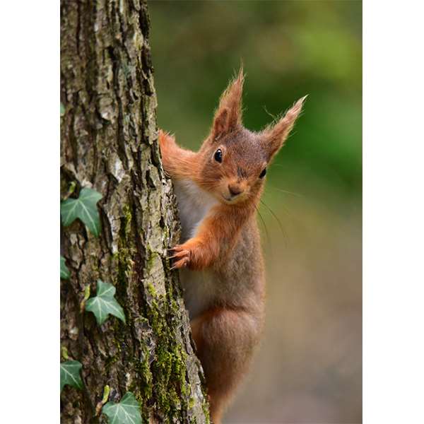 RED SQUIRREL