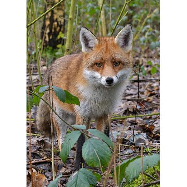 FOX CUB 