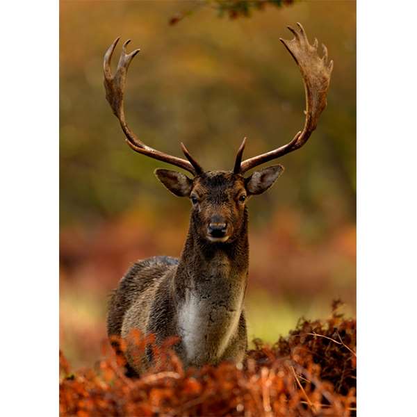 STAG AT DUSK