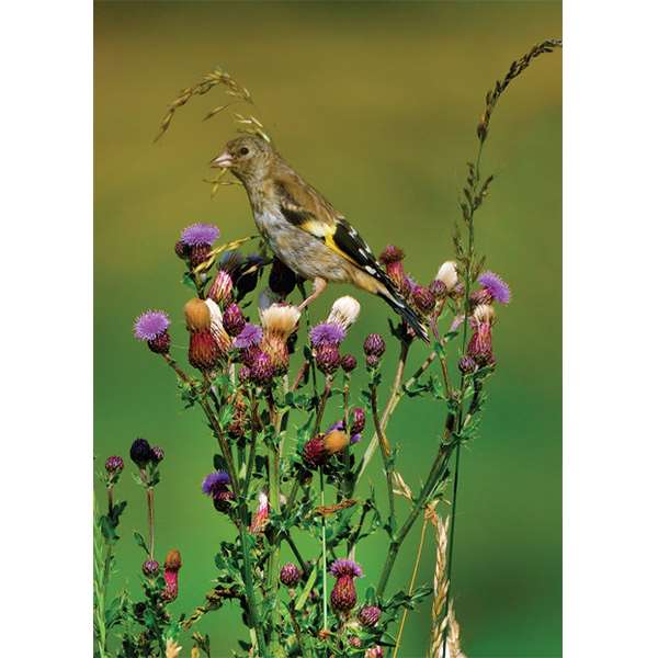 GOLDFINCH