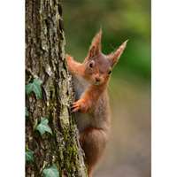 RED SQUIRREL Thumbnail